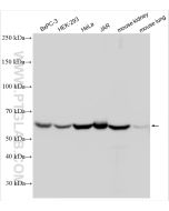 NOX4 Polyclonal antibody Proteintech  14347-1-AP