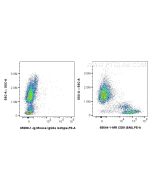 Anti-Human CD81 (5A6) Mouse IgG2a Recombinant Antibody Proteintech  65644-1-MR