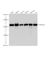 SMARCA4/BRG1 Recombinant monoclonal antibody Proteintech  83310-2-RR