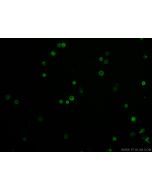 CoraLite? Plus 488 Anti-Human CD45 (2D1) Proteintech  CL488-65082