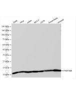 FAM136A Recombinant monoclonal antibody Proteintech  84150-2-RR