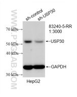 USP30 Recombinant monoclonal antibody Proteintech  83240-5-RR