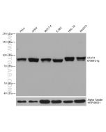 STAT4 Monoclonal antibody Proteintech  67568-2-Ig