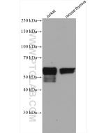 RUNX1 (middle) Polyclonal antibody Proteintech  25315-1-AP
