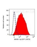 Anti-Human CD71 (OKT9) Proteintech  65235-1-Ig