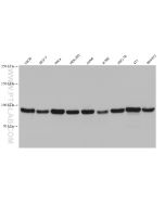 ATF6 Monoclonal antibody Proteintech  66563-1-Ig
