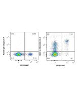 Anti-Human CD200 Rabbit Recombinant Antibody Proteintech  98091-2-RR