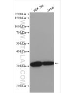 VDAC1/2 Polyclonal antibody Proteintech  10866-1-AP