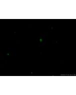 CoraLite? Plus 488 Anti-Mouse CD4 (GK1.5) Proteintech  CL488-65104