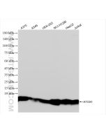 ATOX1 Recombinant monoclonal antibody Proteintech  83785-6-RR