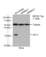 HO-1/HMOX1 Monoclonal antibody Proteintech  66743-1-Ig