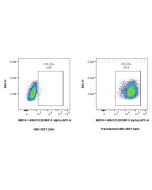 Anti-Mouse CCL20/MIP-3 alpha Rabbit Recombinant Antibody Proteintech  98519-1-RR