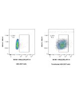 Anti-Human IL-23R Rabbit Recombinant Antibody Proteintech  98180-1-RR