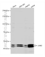 JUND Recombinant monoclonal antibody Proteintech  83134-6-RR