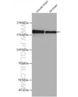 NMDAR2B/GRIN2B Polyclonal antibody Proteintech  21920-1-AP