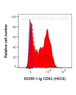 Anti-Human CD63 (H5C6) Proteintech  65295-1-Ig