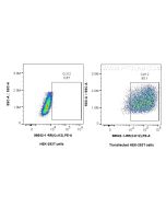 Anti-Mouse CCL12/MCP-5 Rabbit Recombinant Antibody Proteintech  98542-1-RR