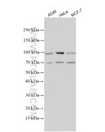 ATF6 Polyclonal antibody Proteintech  24169-1-AP