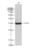 Syntaxin 1B Recombinant monoclonal antibody Proteintech  83298-1-RR