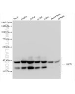 LUC7L Recombinant monoclonal antibody Proteintech  83585-1-RR
