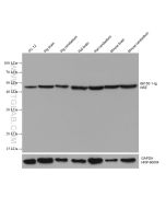 NSE Monoclonal antibody Proteintech  66150-1-Ig