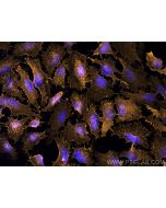 Anti-Mouse CD44 (IM7) Proteintech  65117-1-Ig