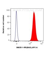 Anti-Human BAI3 Rabbit Recombinant Antibody Proteintech  98635-1-RR