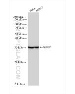SURF1 Recombinant monoclonal antibody Proteintech  83052-6-RR