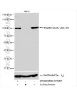 Phospho-STAT3 (Ser727) Recombinant monoclonal antibody Proteintech  80199-2-RR
