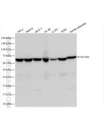 ACOX3 Recombinant monoclonal antibody Proteintech  84027-4-RR