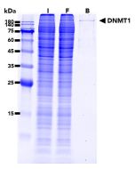 ChromoTek DNMT1-Trap Agarose dta proteintech