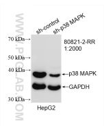 p38 MAPK Recombinant monoclonal antibody Proteintech  80821-2-RR