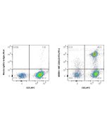 Anti-Human CD8 (UCHT4) Mouse IgG2a Recombinant Antibody Proteintech  65559-1-MR
