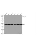 Ribosomal protein L4 Recombinant monoclonal antibody Proteintech  80959-1-RR