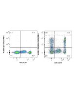 Anti-Human CD62L Rabbit Recombinant Antibody Proteintech  98459-4-RR