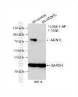 BMAL1 Polyclonal antibody Proteintech  14268-1-AP
