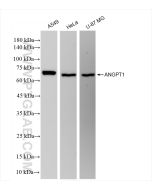 Angiopoietin 1 Recombinant monoclonal antibody Proteintech  81990-4-RR