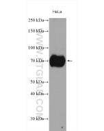 SLC1A5/ASCT2 Polyclonal antibody Proteintech  20350-1-AP