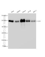 ZO-1 Recombinant monoclonal antibody Proteintech  82870-7-RR