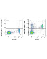 Anti-Human CD35 (E11) Mouse IgG2a Recombinant Antibody Proteintech  65622-1-MR