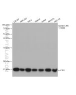 FIS1 Recombinant monoclonal antibody Proteintech  82248-1-RR