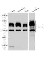 CNKSR2 Recombinant monoclonal antibody Proteintech  83354-3-RR