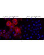 ChromoTek Spot-Label® Alexa Fluor® 568 ebAF568 proteintech