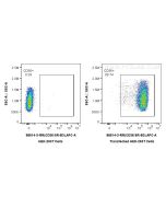 Anti-Rat CD36 Rabbit Recombinant Antibody Proteintech  98514-3-RR