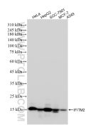 IFITM2 Recombinant monoclonal antibody Proteintech  83455-5-RR