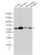 NOX2 Polyclonal antibody Proteintech  19013-1-AP