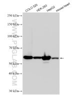 PDI Polyclonal antibody Proteintech  11245-1-AP