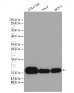 MRPL12 Polyclonal antibody Proteintech  14795-1-AP