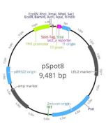 ChromoTek pSpot8 vector ev-8 proteintech