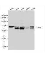 GBP3 Recombinant monoclonal antibody Proteintech  83534-1-RR